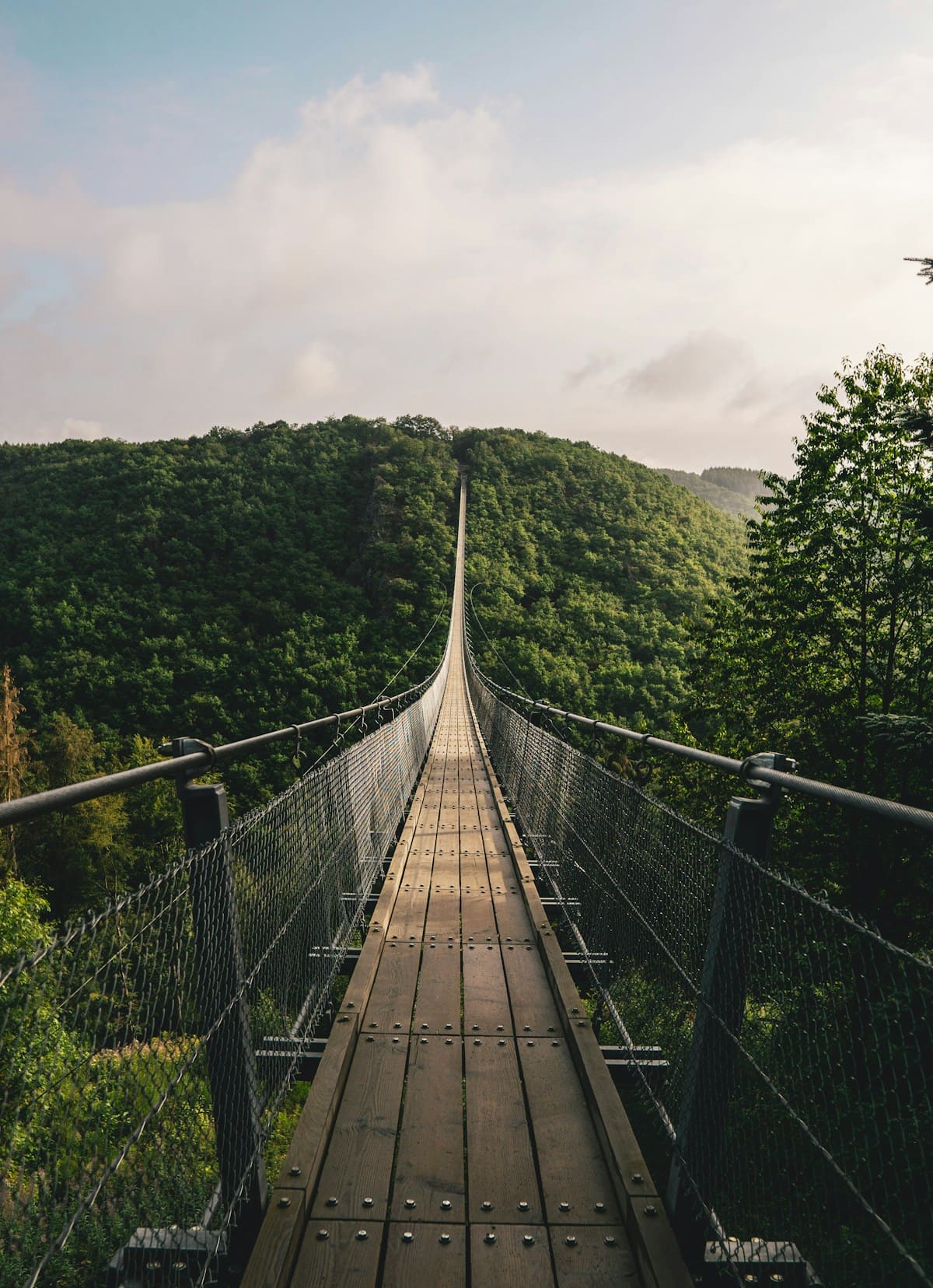 Puente colgante atravesando un bosque